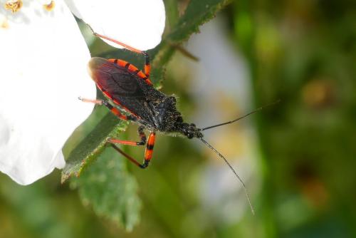 Rhynocoris annulatus